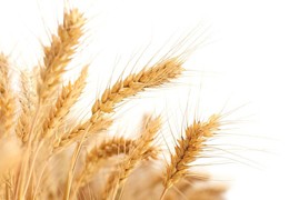 Precio Lonja Cereales Semana 15